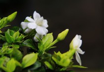 栀子花闷根处理与预防方法