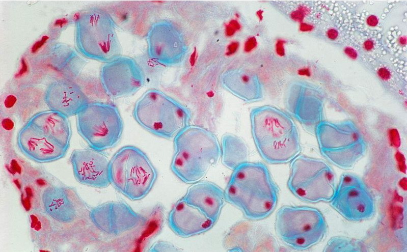 减数分裂过程及生物学意义详解